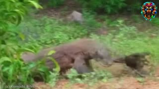 "Encontros Surpreendentes: Dragões de Komodo em Ação - Da Caça ao Confronto Cavalos a Crocodilo"