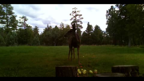 Deer Eats Apples in Meadow ASMR!