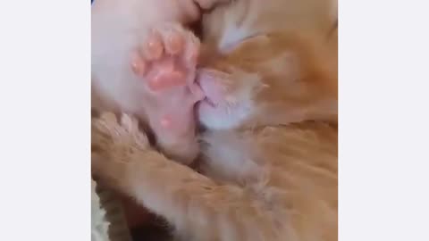 A kitten sucking its thumb