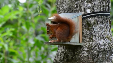 Squirrel Red Rodent