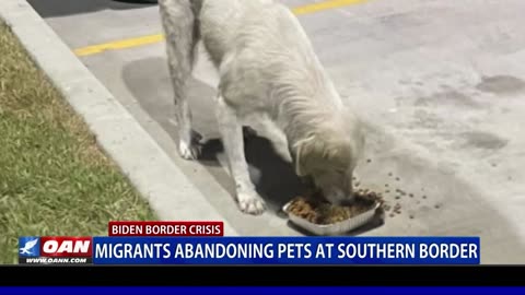 Pets Left Behind: The Unseen Crisis Amidst The Border Headlines