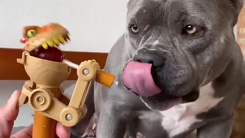 Funny dogs with toy🤣😂😂