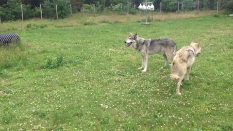 Howling Woods Farm / Jackson , NJ