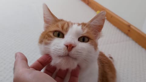 Cat Purrs While Getting His Chin Scratched