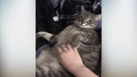 Cats Attacking People Compilation, Funny Cats Slapping Their Owner LOL
