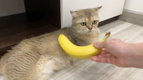 Cat has hilarious reaction to banana.