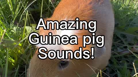 Guinea pig MEGA squeaking and sound compilation ￼