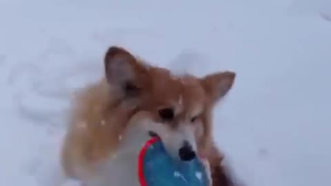 Corgi enjoys playing in a snow