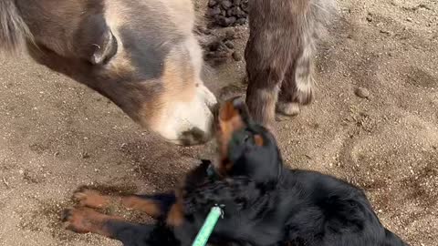 Rescued Mule Loves New Pup Pal