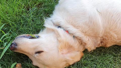 Golden Retriever cleaning his teeth