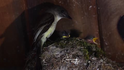 Eastern Phoebe Nest