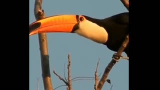 beautiful toucan singing