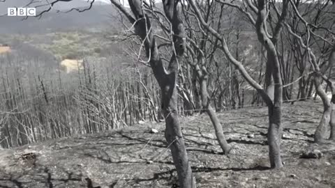 Wildfires breakout in Northern Spain following heatwave - BBC News