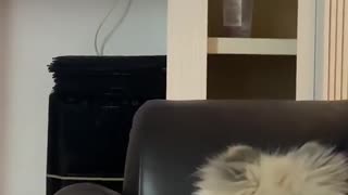 Pomeranian Puppy Loves Lion King