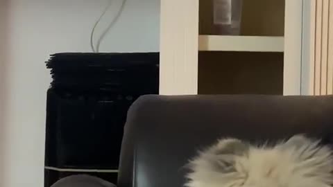 Pomeranian Puppy Loves Lion King