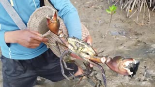 Amazing Catch King Mud Crabs at Mud Sea after Water Low Tide | Season Catch Sea Crabs-8
