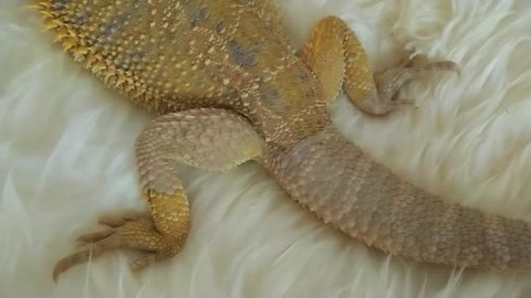 Bearded Dragon is Ready to shed 鬃狮蜥 快蜕皮了 宠物蜥蜴| Cute animal/pet/lizard