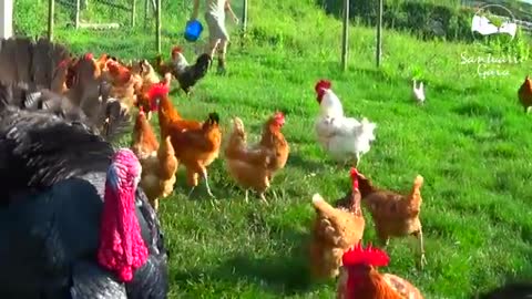 Gallinas, gallos y pavos rescatados viven felices en los nuevos terrenos