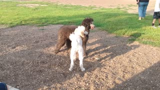 Poodle Play with Abbey & Pepper