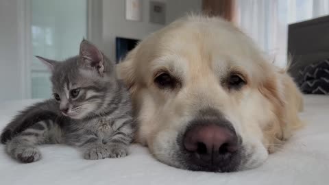 Cat and dog playtime together funny, cat meets dog first time