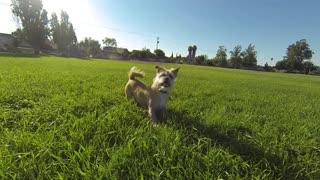 Well trained dog executes the rollover flip