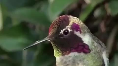 ⇈ Hummingbird and the beauty of its changing colors