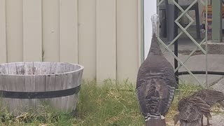 Wild Turkeys foraging