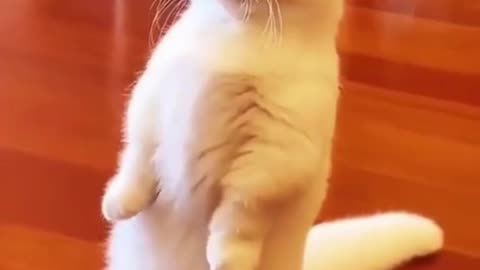 OMG Cute Cat - Cute Pets 2.0