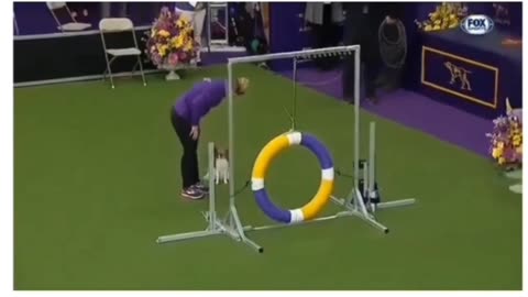 Dog World Record Viral Video