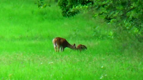 Doe with Fawn