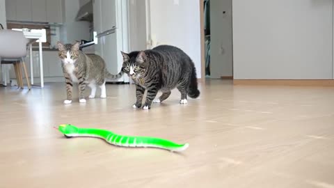 😼CAT toy snake verses 🐍