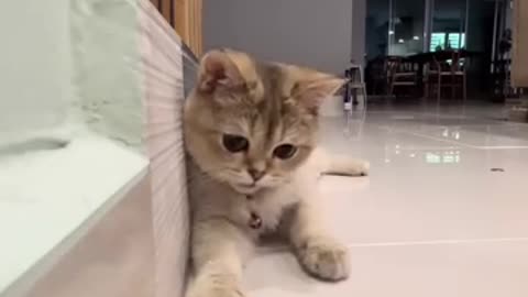 Funny cat video, funny video 😂 pet funny