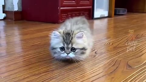 Video of cat