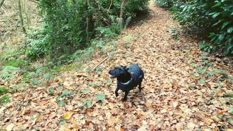 Woodland trust's Gillham's Wood walk in Linchmere, UK