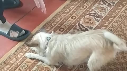 Luna The Dog Plays Better Than A Cat