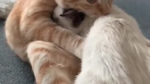 Funny Cat