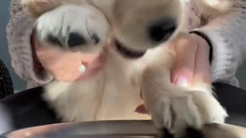 Talented puppy plays the drums 😆 #puppy #goldenretriever #dogs #puppyvideos #dogshorts