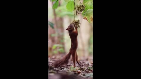 very smart squirrel