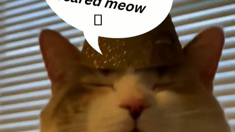 Funny maybe the funniest cat commentator cute 2024 viral