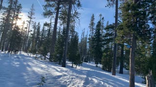 Morning Sun Peeking Through the Forest Trees – Deschutes National Forest – Central Oregon – 4K