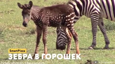 The cutest animals on tiktok