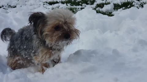 Dog playing in the snow (Yorkie) (Snow Day)