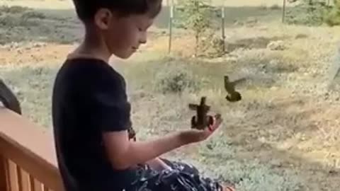 Boy Play With humming birds Happy Good Vibes