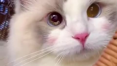 Aww Cute Cats Videos #catmeow Funny Animals Compilation😹 Try Not To Laugh Challenge