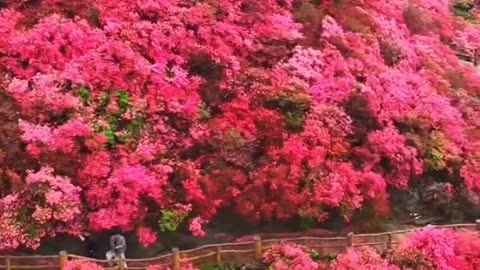 Spring Beauty In Hubei Province