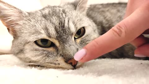 Boops ✅ head rubs ❌