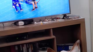 my dog watching football on tv