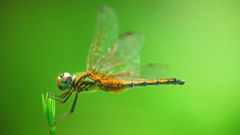 Dragonfly Insect Nature Macro Fly Bug Green