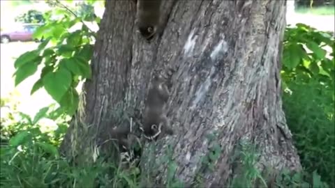 Funny Raccoons