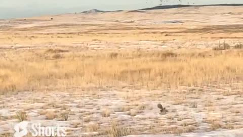 Colorado Pheasant Hunt 5E24